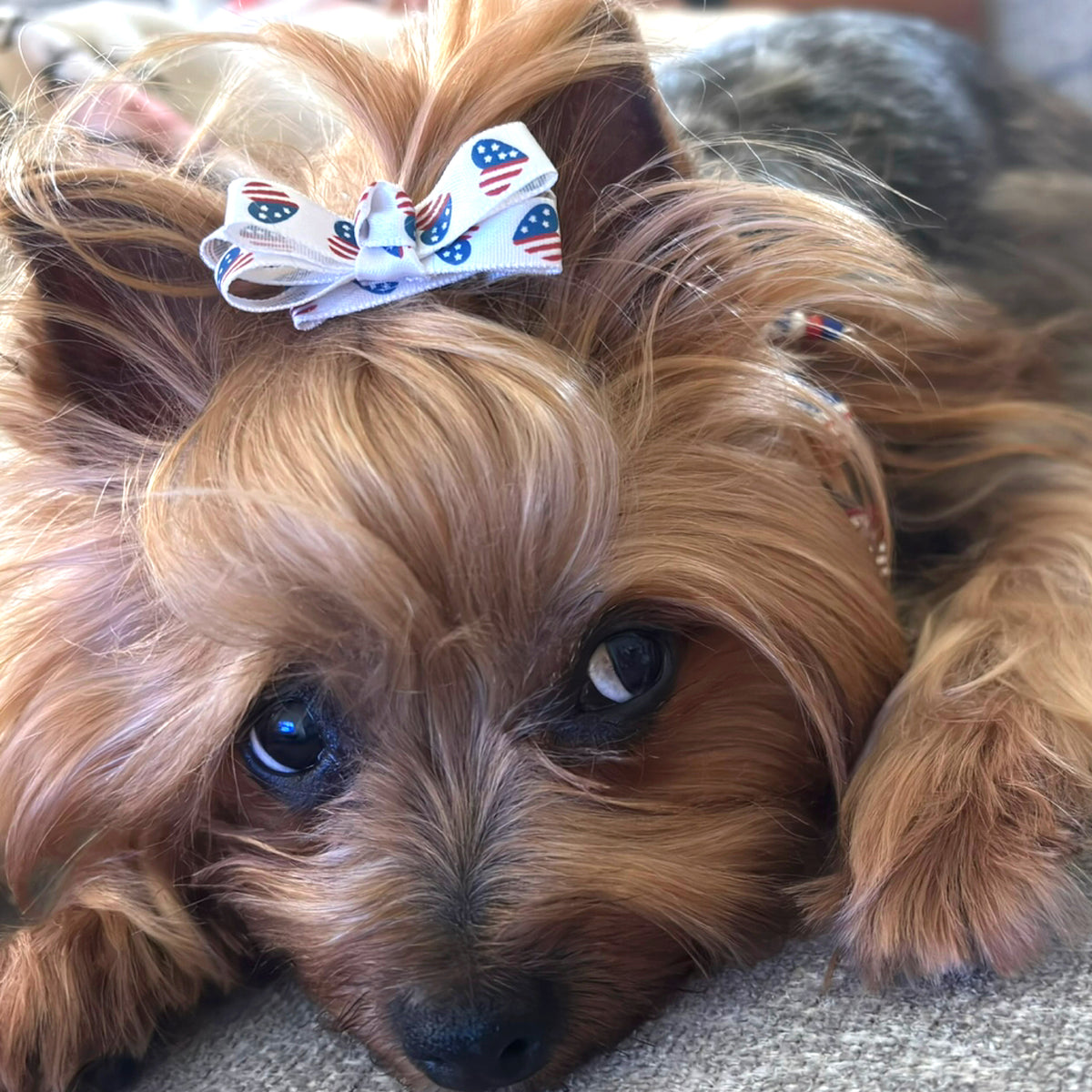 USA Patriotic Bow Collection