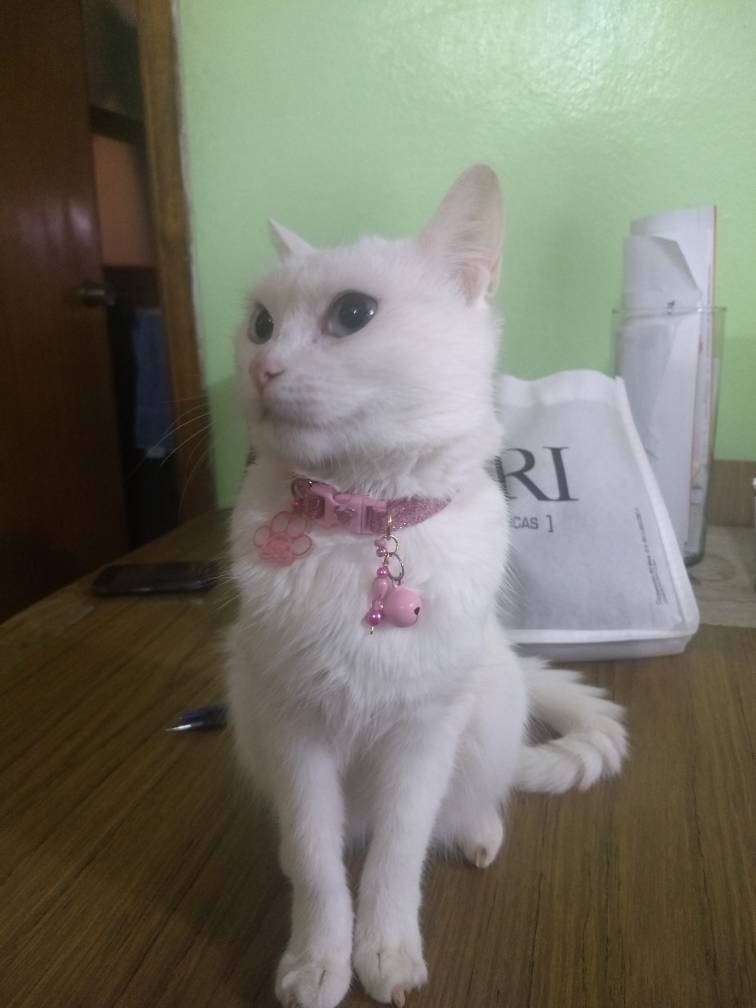 Pink Shiny Collar