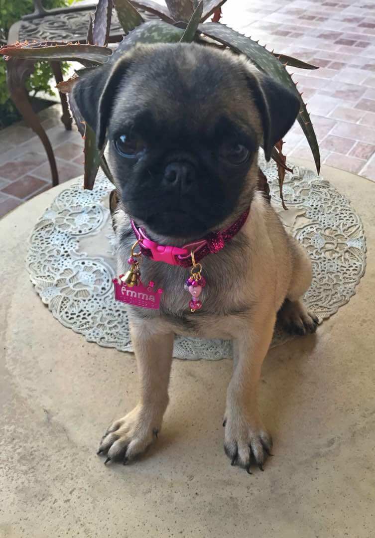 Fuchsia Shiny Collar
