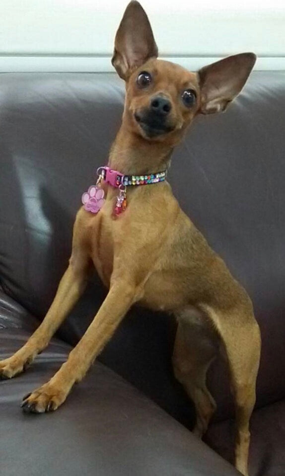 Multicolor Stones Collar