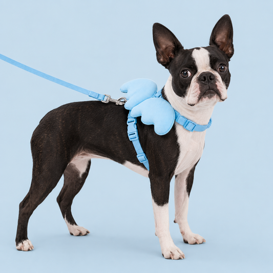 Blue Angel Wings Pet Harness &amp; Leash Set – Size M