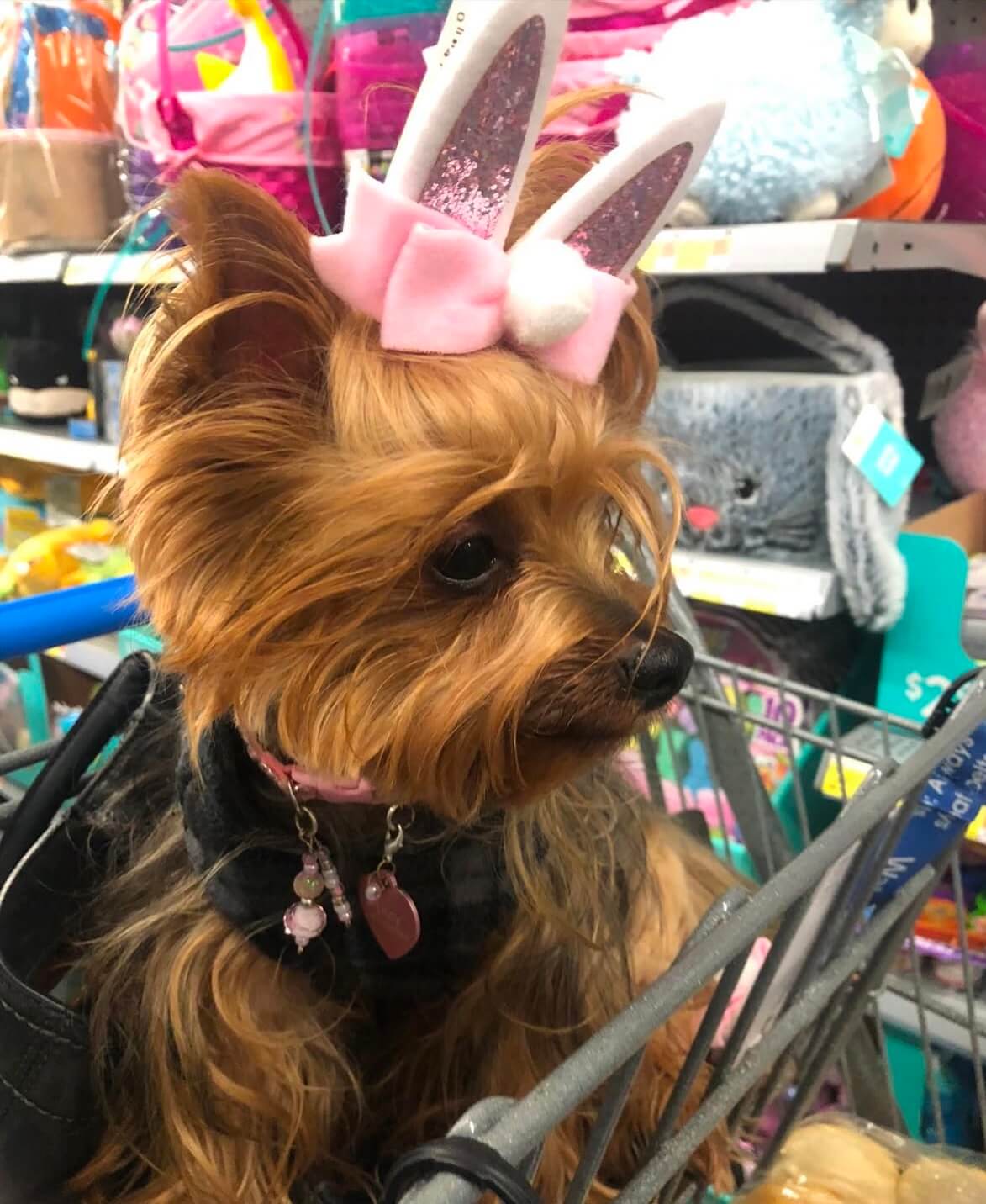 Easter Collar Collection - Little Ears