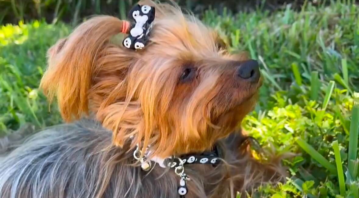 Halloween Collar Collection - 03