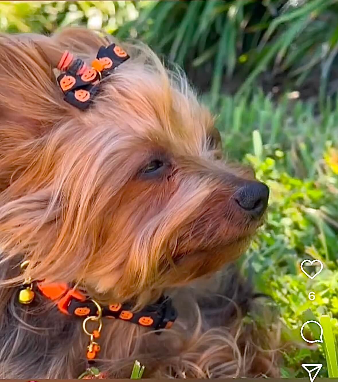 Halloween Collar Collection - 02