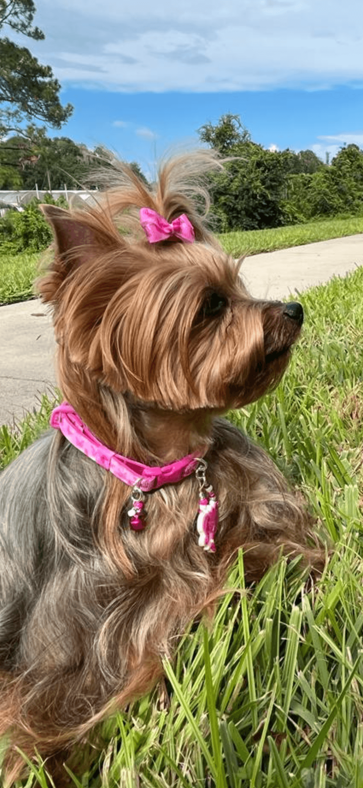 Fashion Collar - Barbie 02