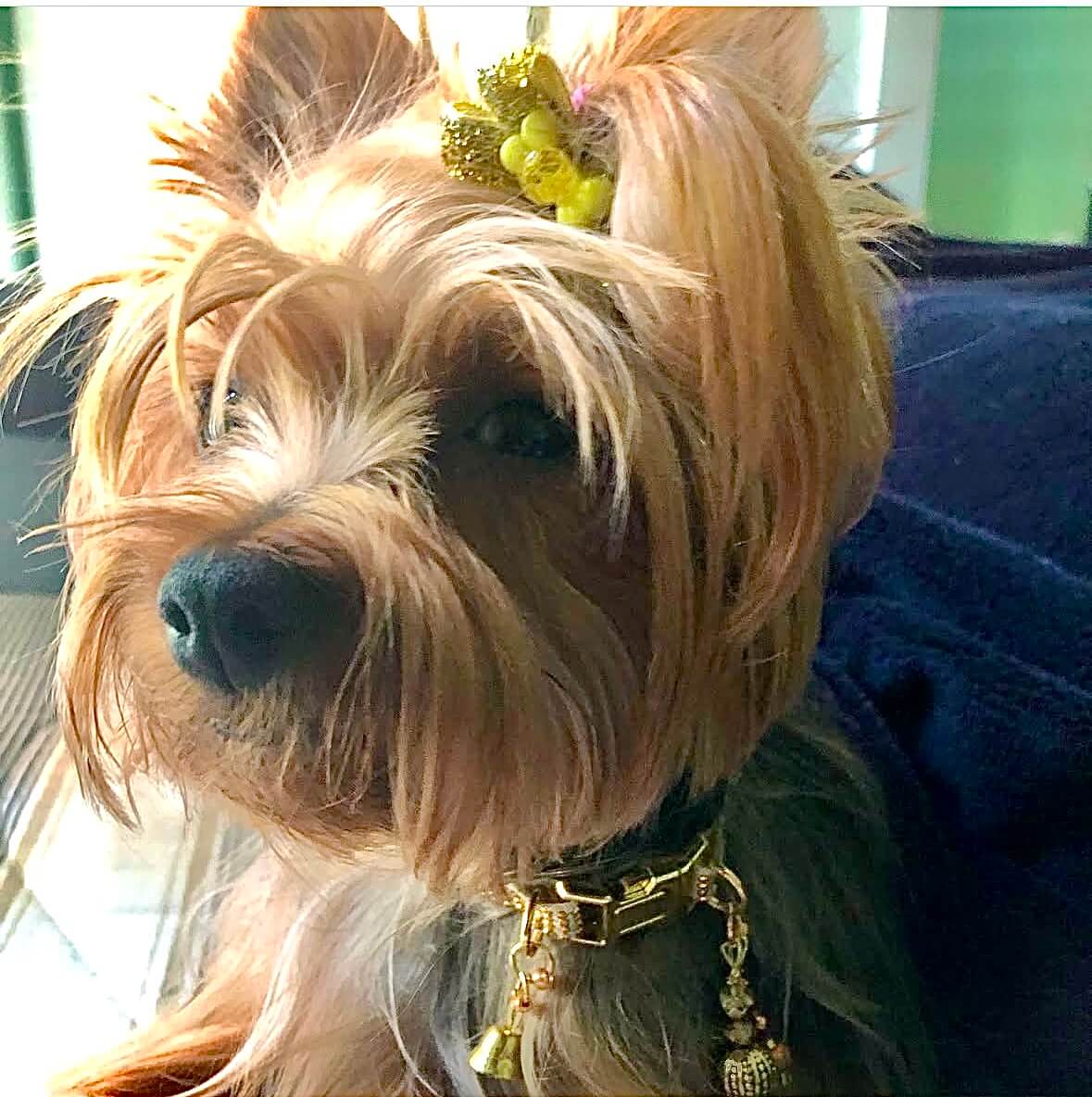 Gold Collar with Gold Inlays