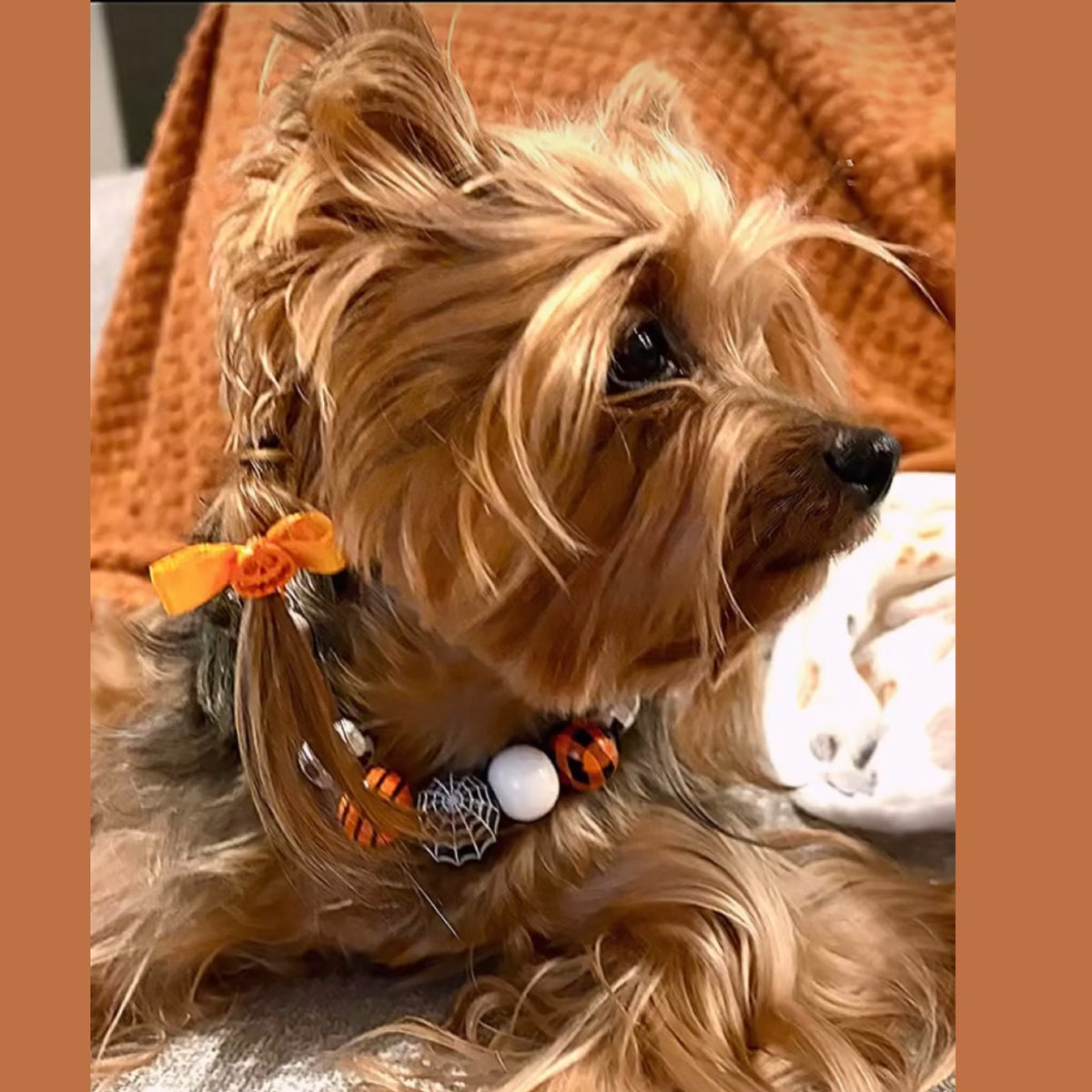 Lazo de calabaza naranja de Halloween para perro