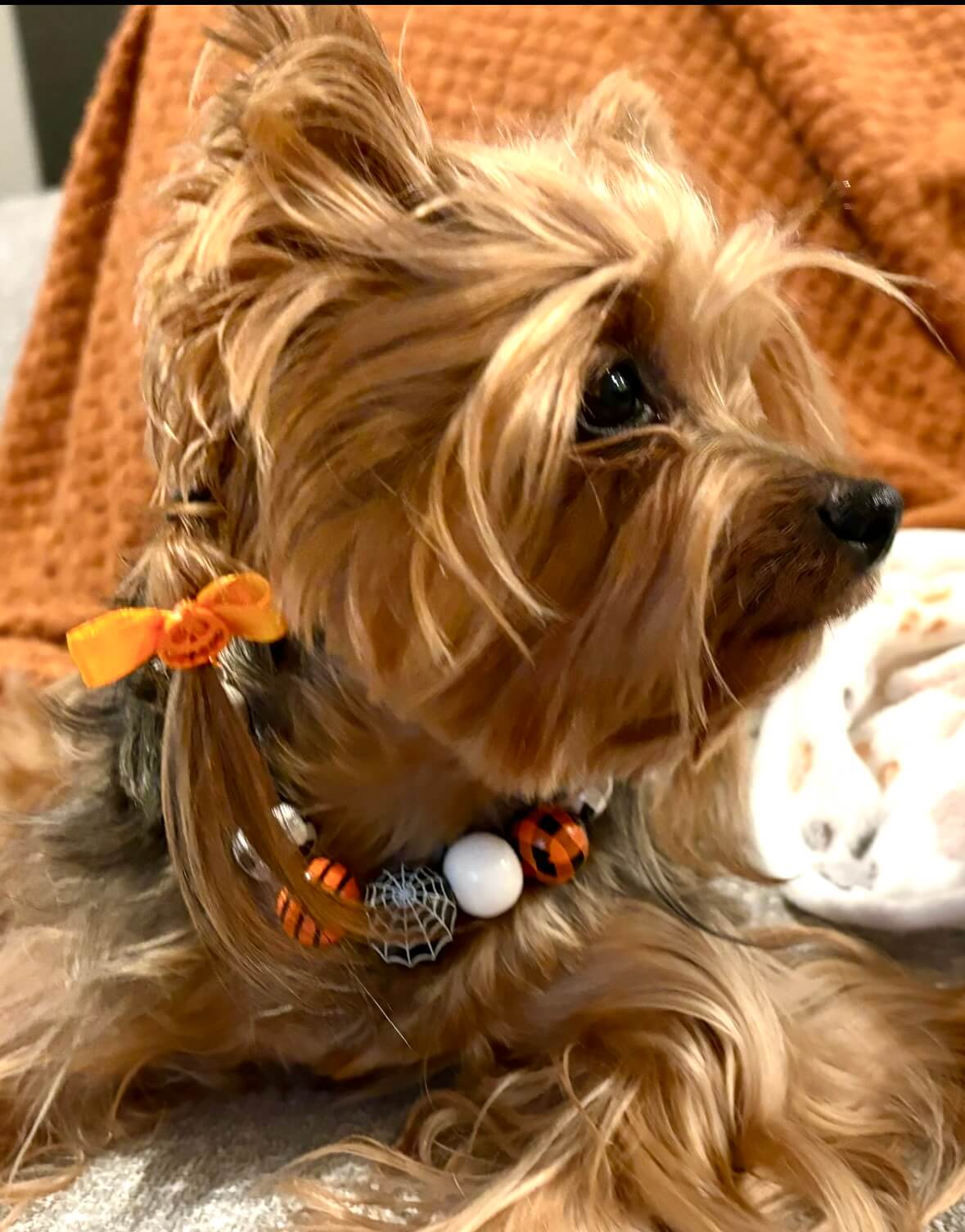 Halloween Collar Collection - 01