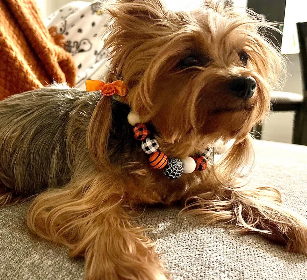 Halloween Collar Collection - 01