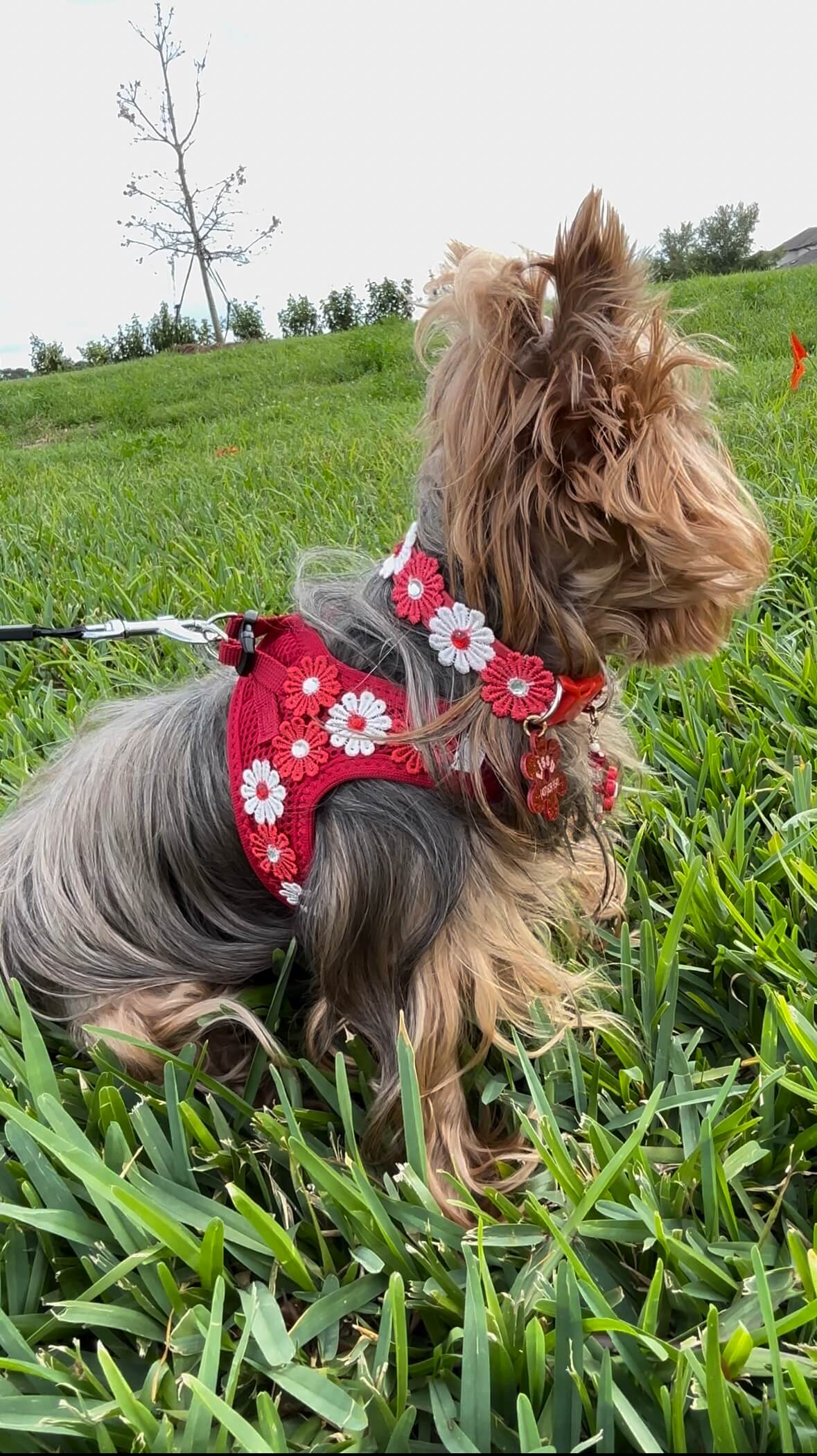 Red & White Flower - Wide Collar