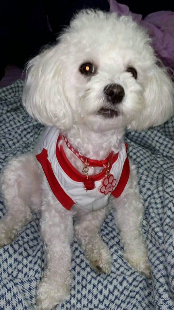 Huella Roja - Collar Estándar