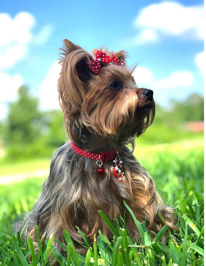 Red Polka Dots - Standard Collar