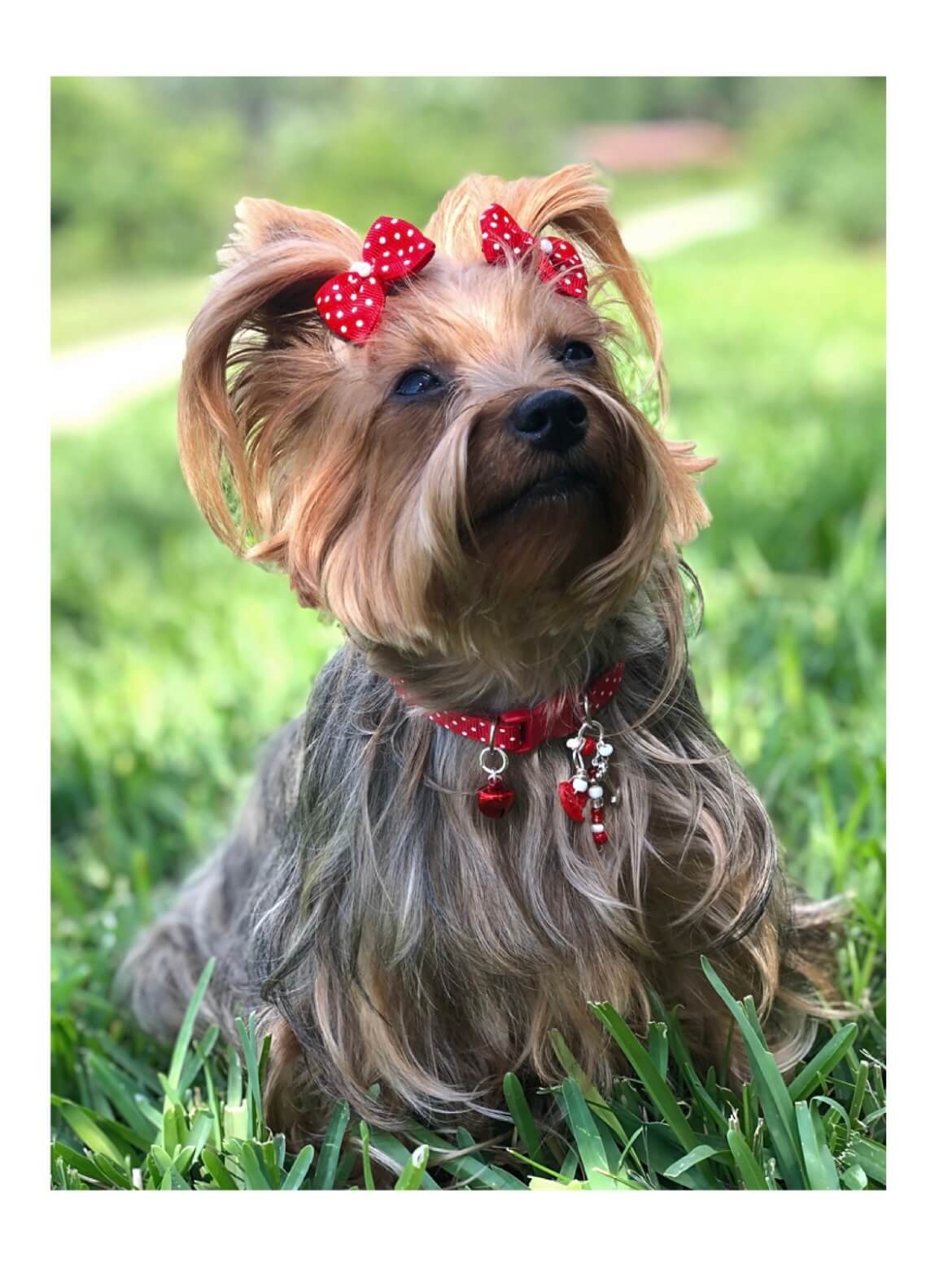 Red Polka Dots - Standard Collar