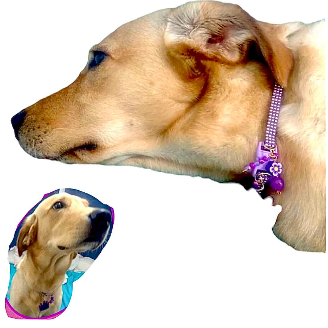 Purple Collar with Gold Inlays