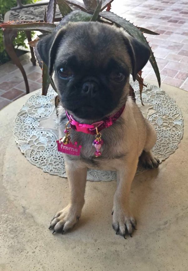 Fuchsia Shiny Collar - Image 2