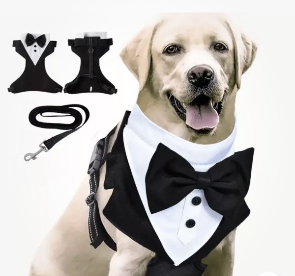 Suit - Male Clothing