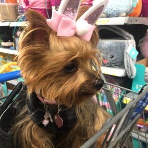Easter Collar Collection - Little Ears