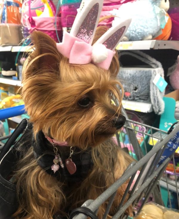 Easter Collar Collection - Little Ears
