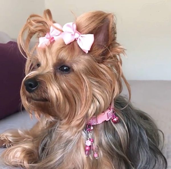 Easter Collar Collection - Pink - Image 2