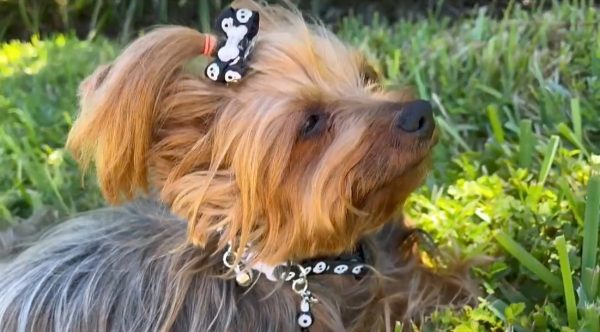 Halloween Collar Collection - 03 - Image 6