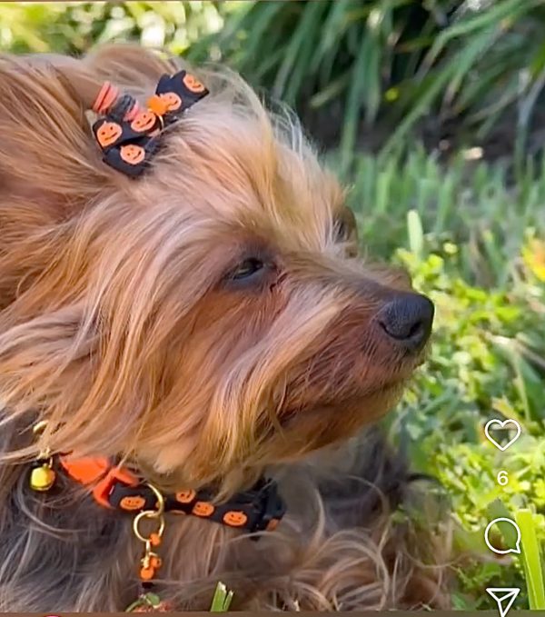 Halloween Collar Collection - 03 - Image 2