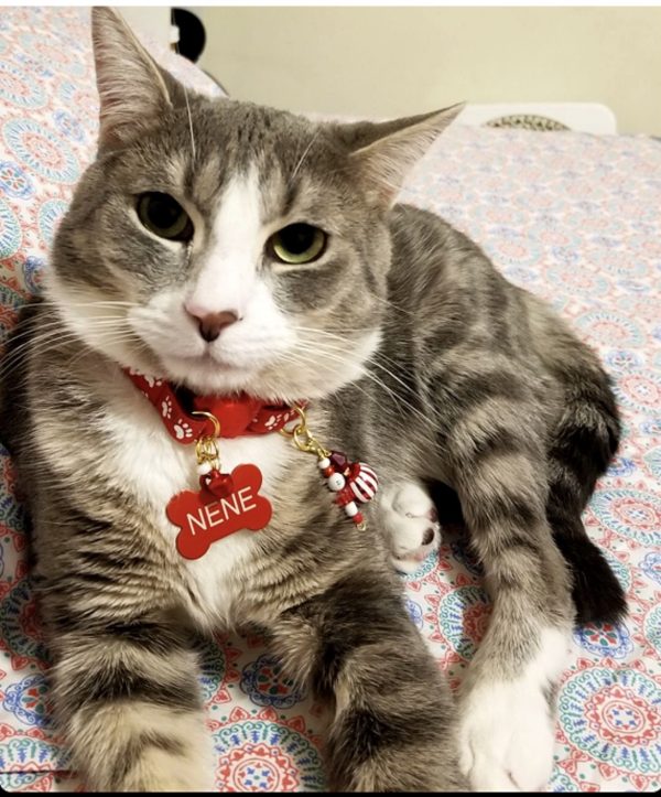 Red Paw Print - Standard Collar - Image 2