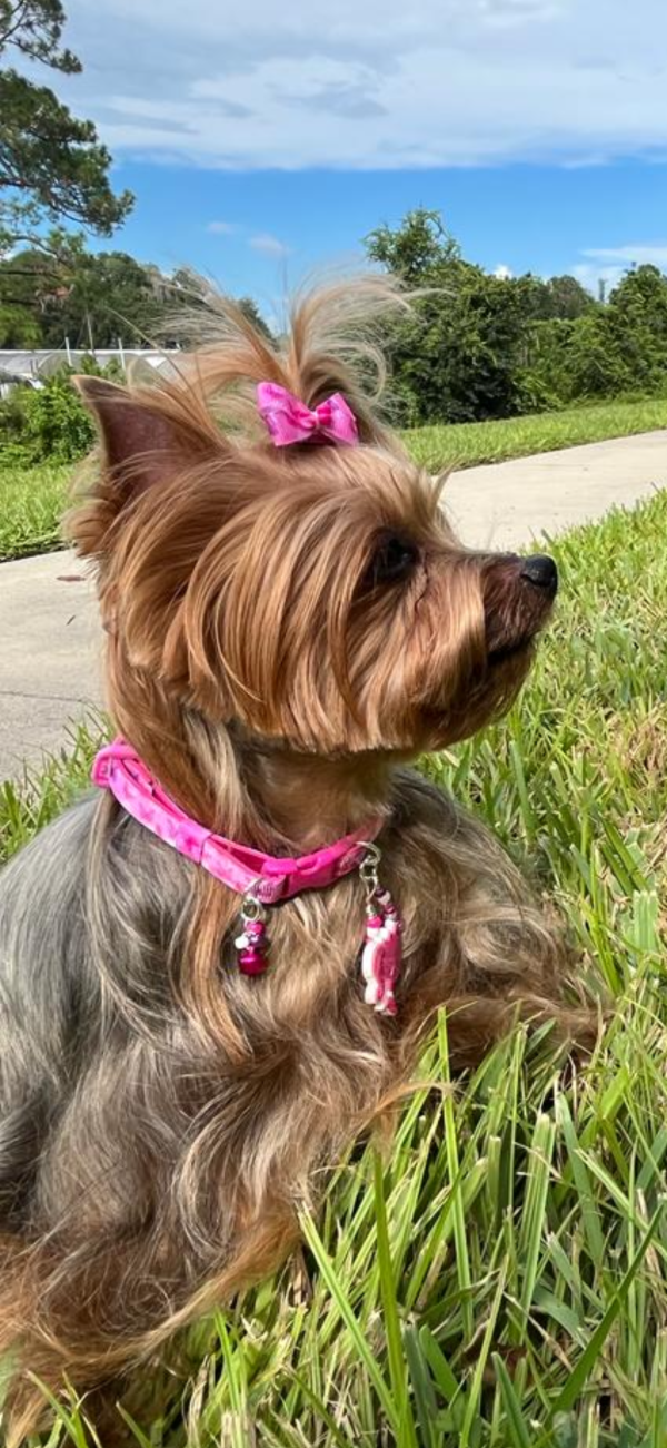 Fashion Collar - Barbie 02 - Image 4