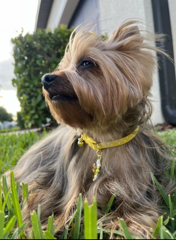 Yellow Polka Dots - Standard Collar - Image 6