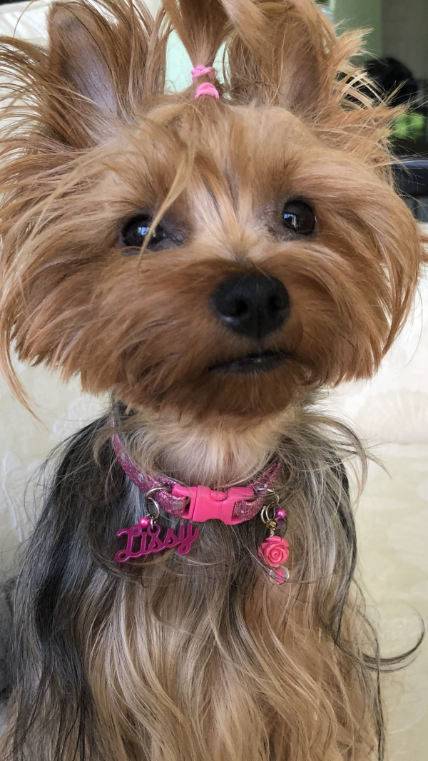 Fuchsia Polka Collar - Image 2