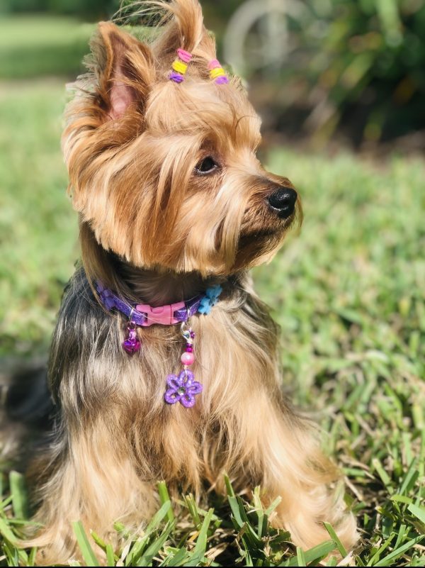 Easter Collar Collection - Flowers - Image 3