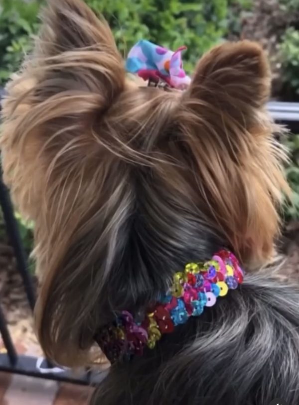 Multicolor Sequins Collar - Image 2