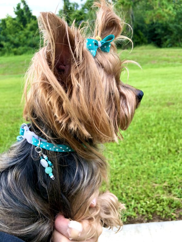 Turquoise Polka Dots - Standard Collar - Image 2