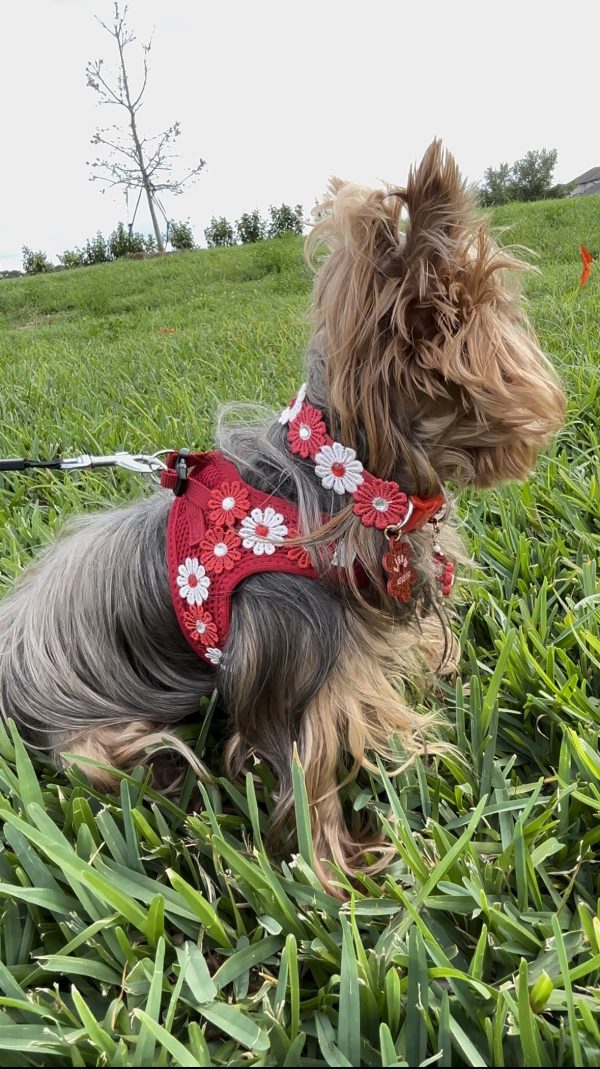 Flower Red Harness - Image 6