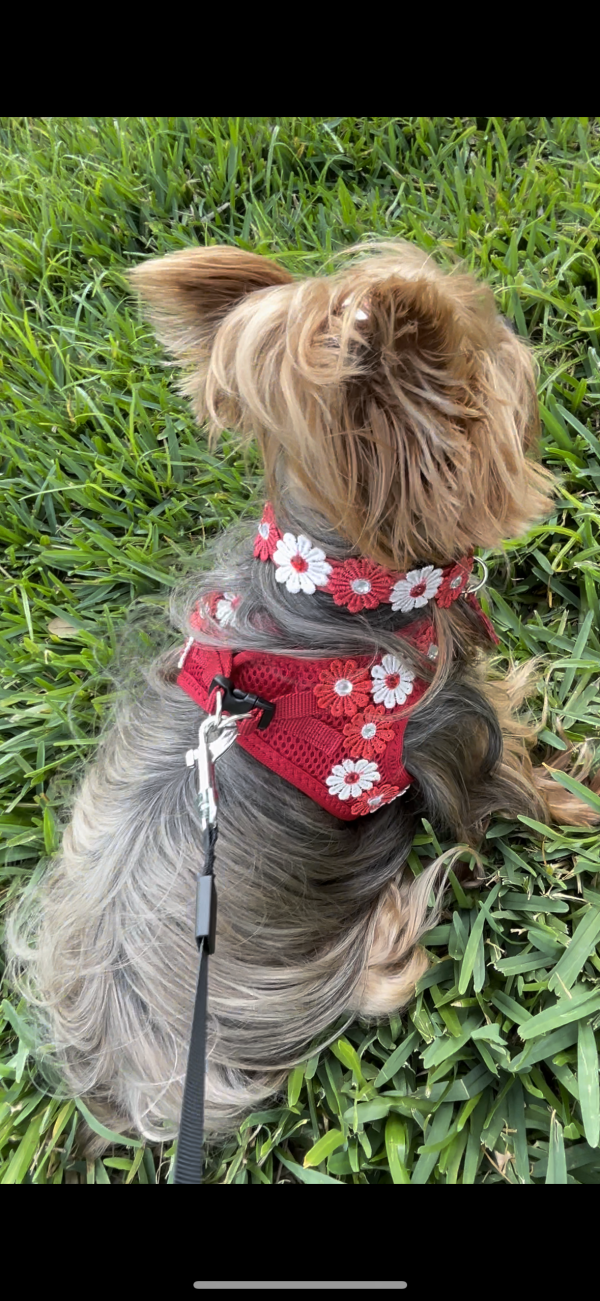 Flower Red Harness - Image 2