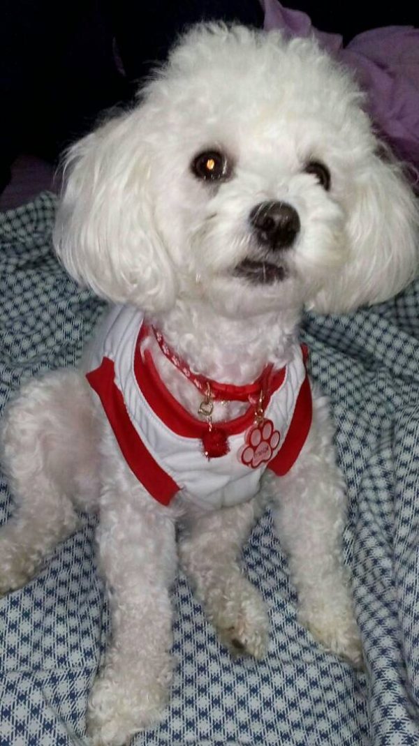 Red Paw Print - Standard Collar - Image 4
