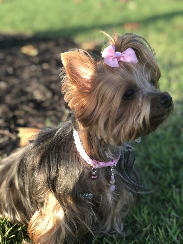 Pink Sequins Collar - Image 2