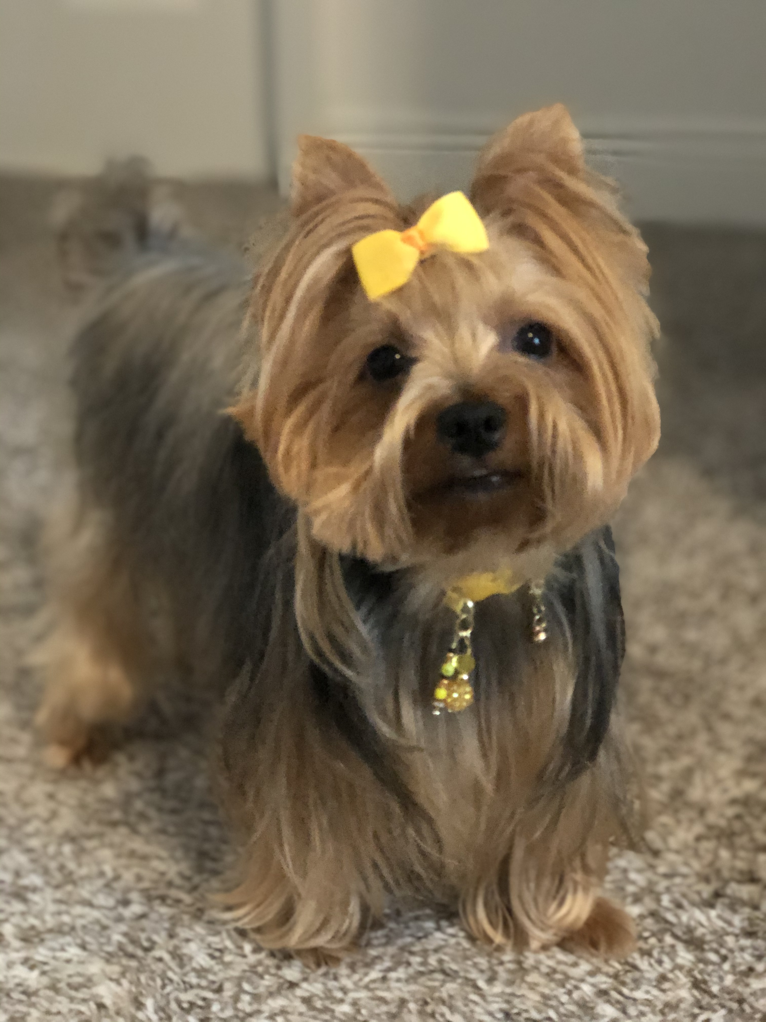 Yellow Stones Collar