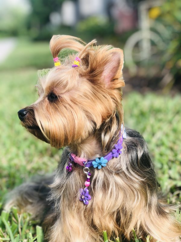 Easter Collar Collection - Flowers - Image 4