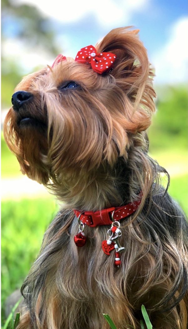 Red Polka Dots - Standard Collar - Image 2