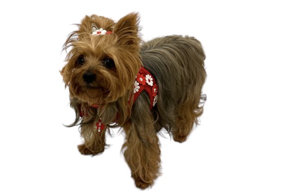 Flower Red Harness - Image 3