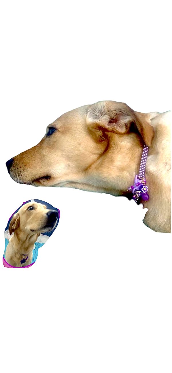 Purple Collar with Gold Inlays - Image 3