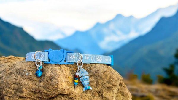 Light Blue Paw Print - Standard Collar - Image 2