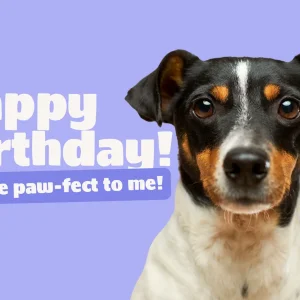 Happy Birthday! you're paw-fect to me! (Gift Card)