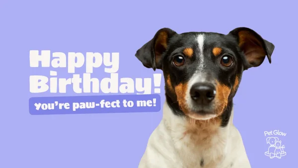 Happy Birthday! you're paw-fect to me! (Gift Card)